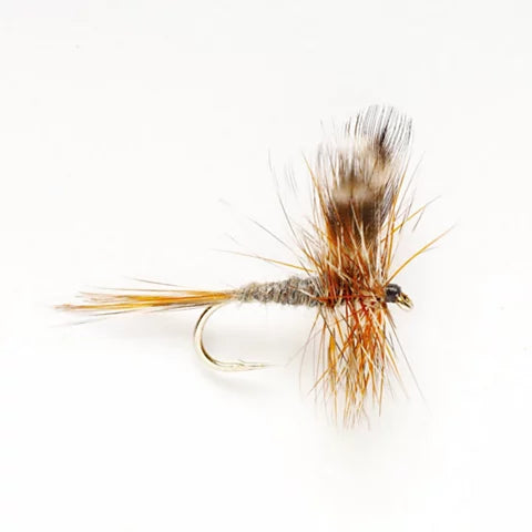 DC - Adams Dry