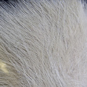 ARCTIC FOX BODY HAIR
