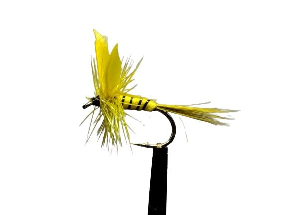Hairwing Yellow Sally