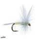 DC- PMD (Pale Morning Dunn) Lawson's #14